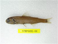 藏品(奈氏眼眶魚)的圖片